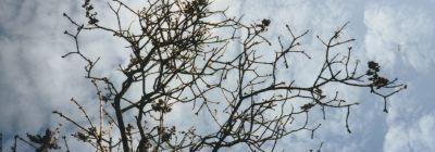 Thuja Video "field locator: found land"
