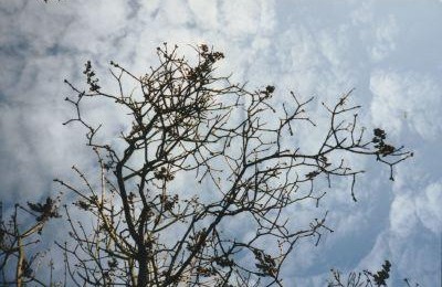 Thuja Video "field locator: found land"